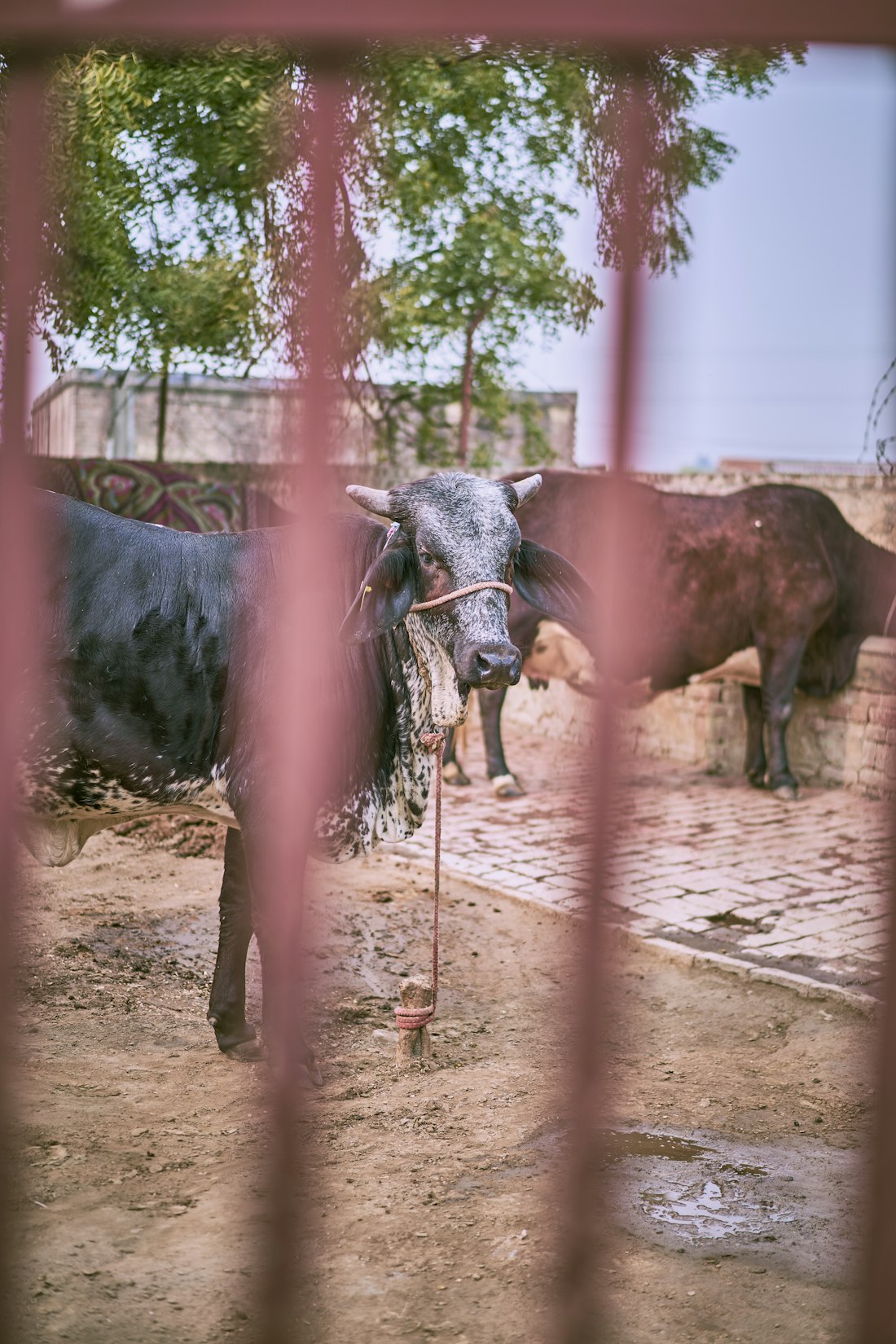Buffalo at a Pakistani dairy farm