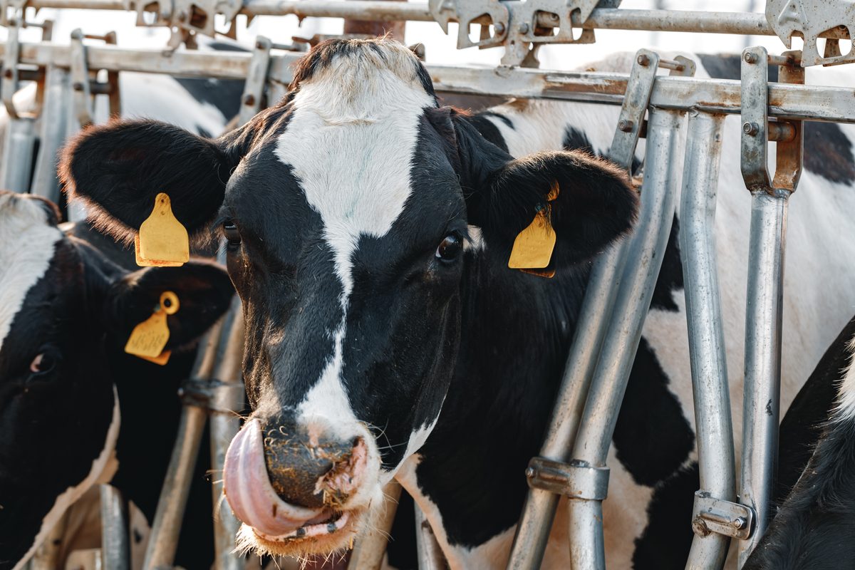 Healthy black-and-white dairy cows at a feeding rail