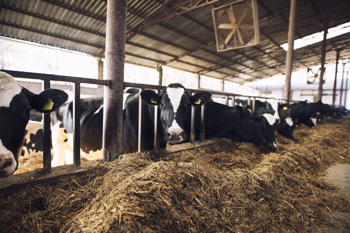 Cattle eating feed at a dairy farm