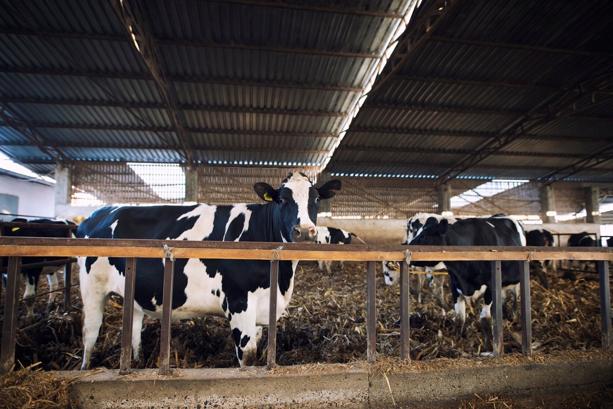 Holstein dairy cows feeding at the rail in a shaded shed